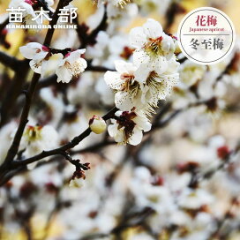楽天市場】 庭木 > 縁起のいい庭木 > 梅 > 花梅 : 苗木部 by 花 