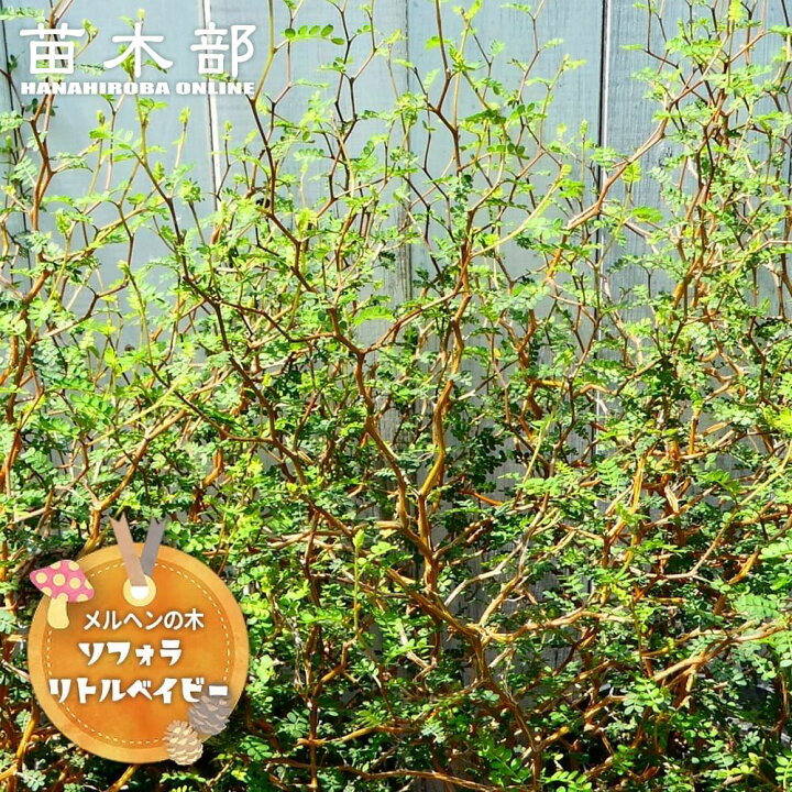 楽天市場】ソフォラ リトルベイビー メルヘンの木 3号ポット苗 : 苗木 