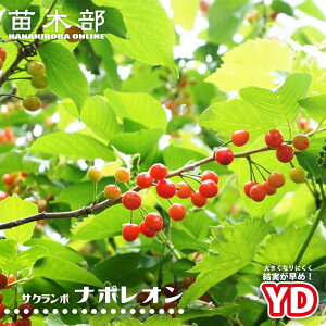 �������ڂ̖� �yYD�i�|���I���z 2�N���␫��ؐږؕc ���[�g�|�[�`�A�� ������̔���