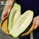 【美らタイ】 青パパイヤ苗 実生 ポット苗 愛知県産 【予約販売】4月中旬頃入荷予定