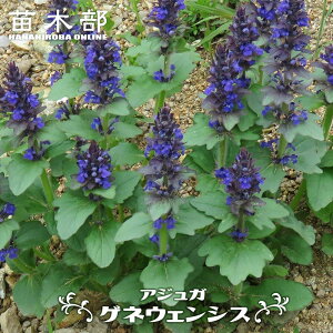 �A�W���K �y�Q�l�E�F���V�X�z 3���|�b�g�c
