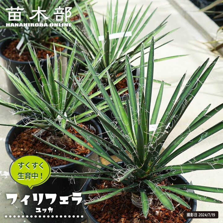 楽天市場】【フィリフェラ】ユッカ ナーセリーポット大苗 耐寒性南欧風 