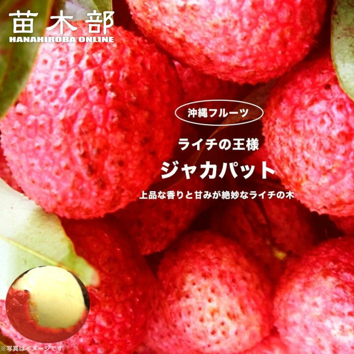 楽天市場】ライチ 【ジャカパット】 8号ポット大苗 : 苗木部 by 花 