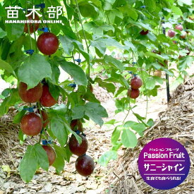 パッションフルーツ 【サニーシャイン】 3.5号 ポット苗 沖縄県産 登録品種・品種登録