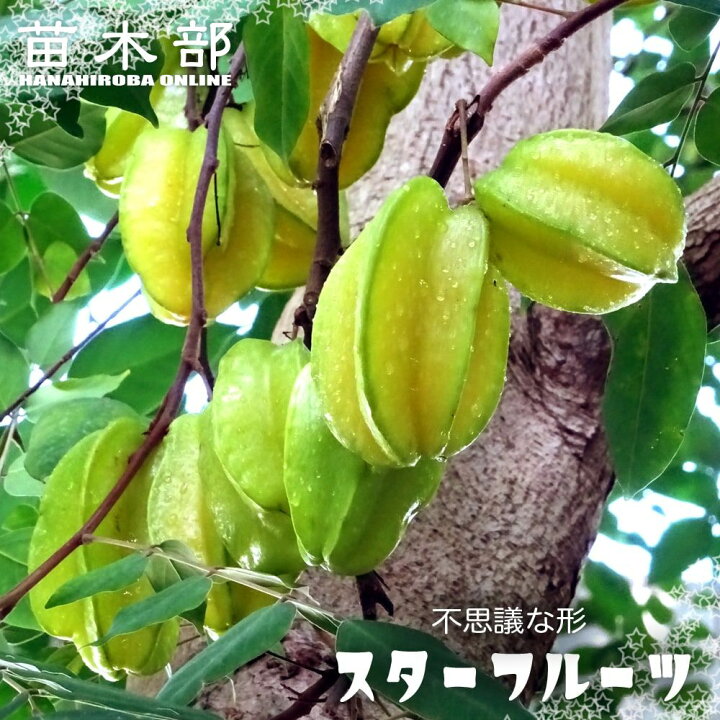 楽天市場】スターフルーツ 接木苗 沖縄県産 : 苗木部 by 花ひろば 