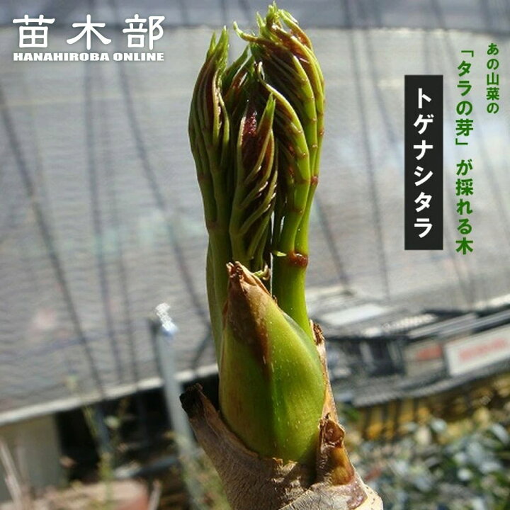 B棘なしタラの芽の苗木 中サイズ4本◇たらの木 タラの木 たらの芽 決算P5倍！8/2まで】トゲなし赤芽タラ 七島タラ 4号ロング 3年生