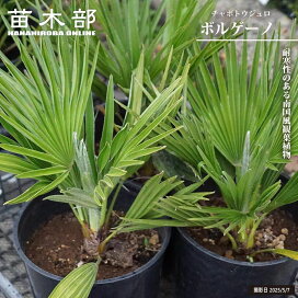 楽天市場】 庭木 > シンボルツリーにおすすめする木 > リゾート風 
