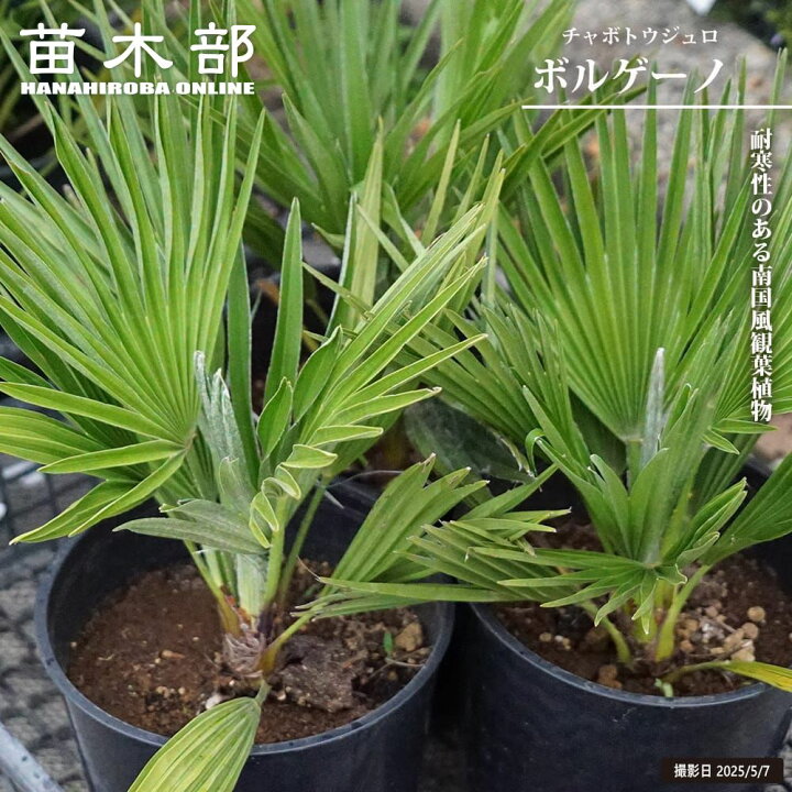 楽天市場】ヤシの木 【チャメロプス ボルゲーノ】 7号黒鉢植え : 苗木 
