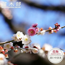 楽天市場】 庭木 > 縁起のいい庭木 > 梅 > 花梅 : 苗木部 by 花 