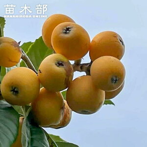 т c y葁тz 1Nږؕc