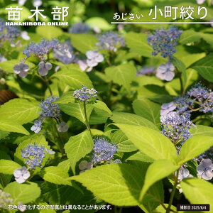 z }AWTC yi i܂ڂjz |bgc