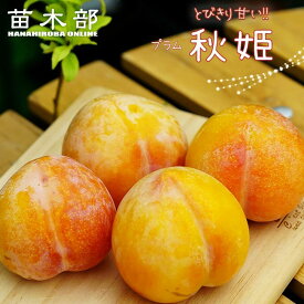 すもも 苗木 【秋姫】 1年生接木苗 単品 or 受粉樹セット