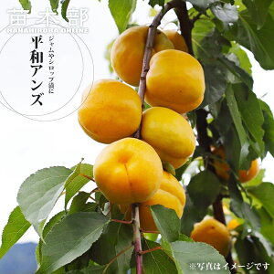 【平和あんず】 2年生接木苗 苗木 7号ロングスリット鉢植え ■限定販売■ 【予約販売】10〜11月頃入荷予定
