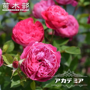 �l�G�炫�����o���c �y�A�J�f�~�A�z 2�N����c 6���|�b�g