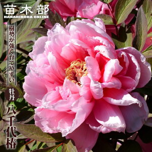 yցz isNFj O 2N 6XbgA