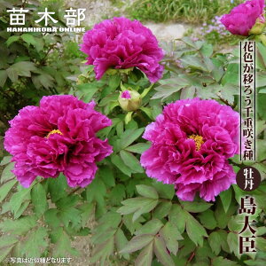 ybz iԎFj O 2N 6XbgA