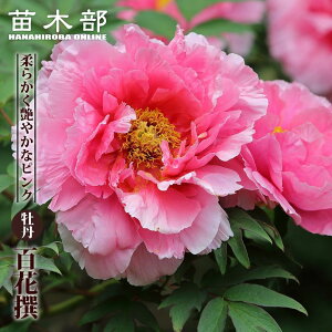 ySԐz isNFj O 2N 6XbgA