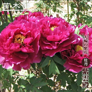 y_az iZԎFj O 2N 6XbgA