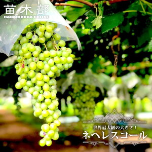 ylwXR[z Ԃǂ 3Nږ1.1mc EBXt[ yYnř 1.1mcz