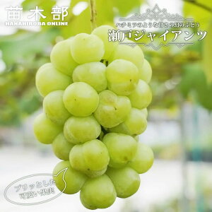 y˃WCAcz Ԃǂ 1Nږؕc EBXt[ y\̔z12`N1ח\