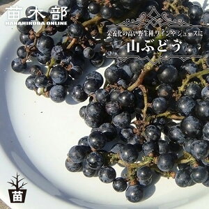 yRԂǂz 1Nږؕc EBXt[ y\̔z12`N1ח\