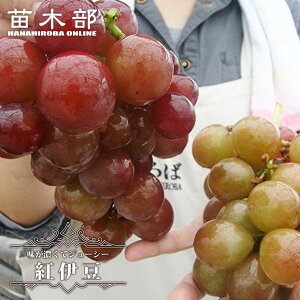 yOn gɓz Ԃǂ 1Nږؕc EBXt[ y\̔z12`N1ח\