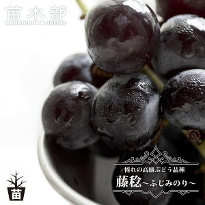 yz Ԃǂ 1Nږؕc EBXt[ y\̔z12`N1ח\