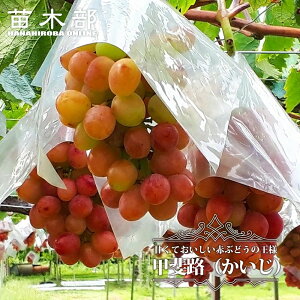 ybHz Ԃǂ 3Nږؑc  EBXt[ ^zցE卫