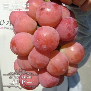 ygʁiSr[jz 嗱Ԃǂ 1Nږؕc EBXt[ y\̔z12`N1ח\