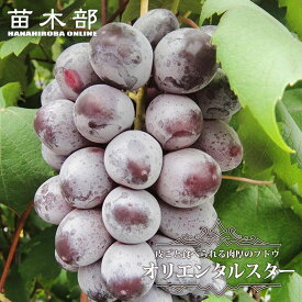 【オリエンタルスター】 ぶどう 1年生接木苗 ウィルスフリー 登録品種・品種登録 【予約販売】12月～翌年1月頃入荷予定