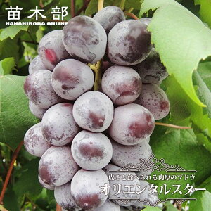 yIG^X^[z Ԃǂ 1Nږؕc EBXt[ o^iEio^ y\̔z12`N1ח\