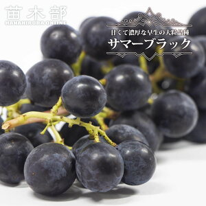 yT}[ubNz Ԃǂ 1Nږؕc EBXt[ y\̔z12`N1ח\