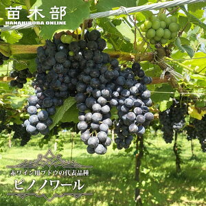 ysmm[z ԃCpԂǂ 1Nږؕc EBXt[ y\̔z12`N1ח\