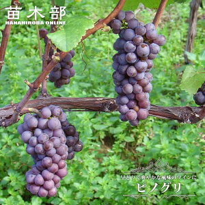 ysmOz CpԂǂ 1Nږؕc EBXt[ y\̔z12`N1ח\