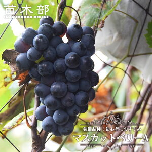 y}XJbgx[Az Ԃǂ 1Nږؕc EBXt[ y\̔z12`N1ח\