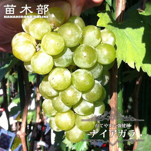 yiCAKz Ԃǂ 1Nږؕc EBXt[ y\̔z12`N1ח\