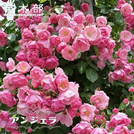 四季咲きつるバラ 【アンジェラ】 2年生大苗