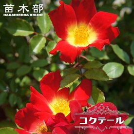 四季咲きつるバラ 【コクテール （カクテル）】 2年生大苗