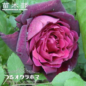 強香つるバラ 【つるオクラホマ】 2年生大苗 6号ポット苗
