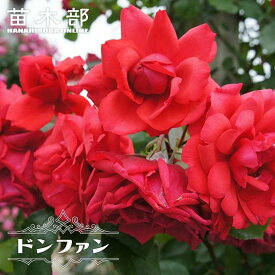 四季咲きつるバラ苗 【ドンファン】 2年生大苗 【予約販売】12月～翌年1月頃入荷予定