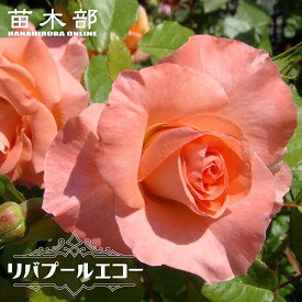 四季咲きつるバラ 【リバプールエコー】 2年生大苗