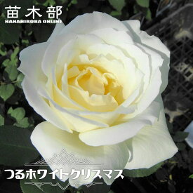 強香つるバラ 【つるホワイトクリスマス】 2年生大苗