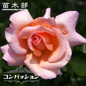 四季咲き強香つるバラ 【コンパッション】 2年生大苗 6号ポット