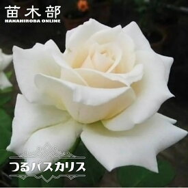 四季咲きつるバラ 【つるパスカリ】 2年生大苗 6号ポット