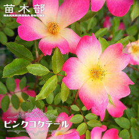 四季咲きつるバラ 【ピンクコクテール】 2年生大苗