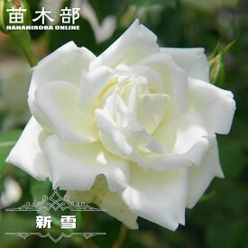 四季咲きつるバラ 【新雪】 2年生大苗