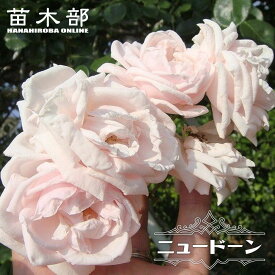 つるバラ 【ニュードーン】 3年生1.5m長尺大苗 大型宅配便・大梱包 写真ラベルなし