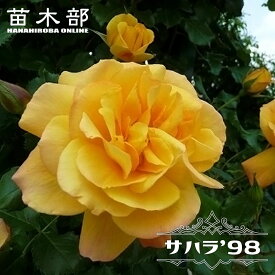 四季咲きつるバラ 【サハラ ’98】 3年生1.5m長尺大苗 ポット大苗 大型宅配便・大梱包 写真ラベルなし