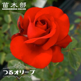 四季咲きつるバラ 【つるオリーブ】 3年生1.2m長尺大苗 大型宅配便・大梱包