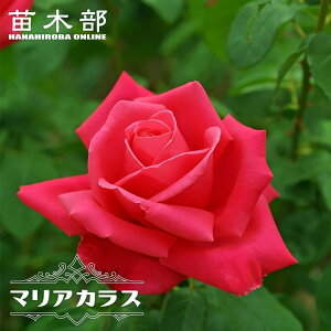 �l�G�炫�����o���c �y�}���A�J���X�z 2�N����c 6���|�b�g